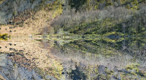 Reflection of trees in water