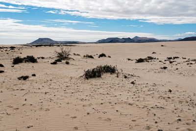 Dunes of corralejo national park