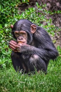  baby chimpanzee