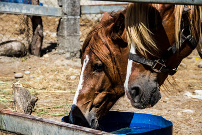 Close-up of horse