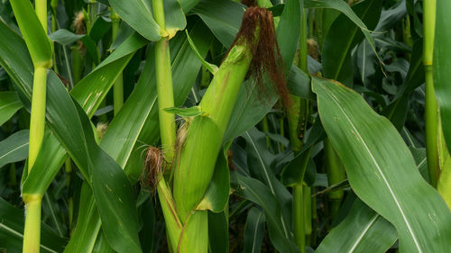 Close-up of crops growing on field