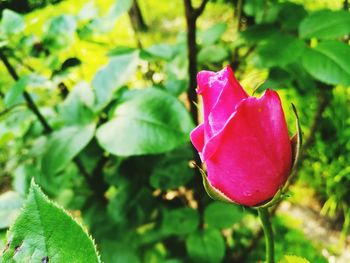 Close-up of pink rose flower