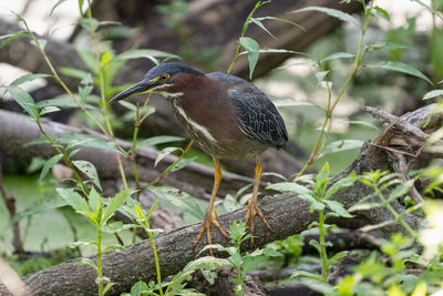 Adult green heron watches from a branch in the everglades