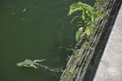 High angle view of plant by lake