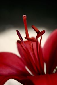 Close-up of red rose