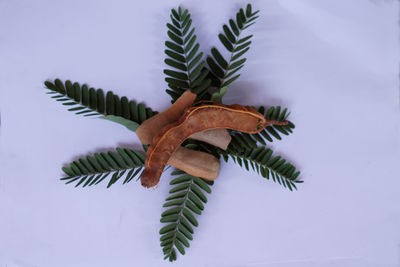 Close-up of leaves on tree