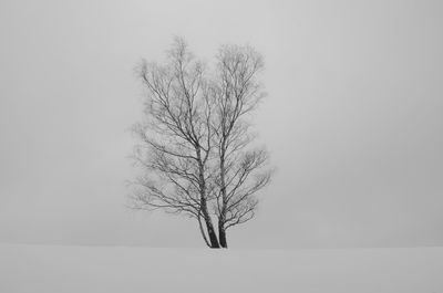 Bare tree against white sky