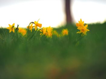 Close-up of flowers in field