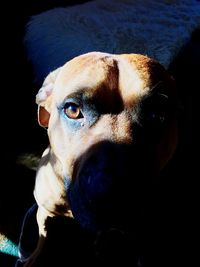 Close-up portrait of dog