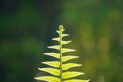 Close-up of plant