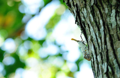 Close-up of butterfly on tree trunk