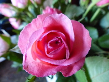 Close-up of pink rose