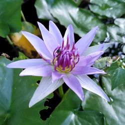 Close-up of purple flowering plant