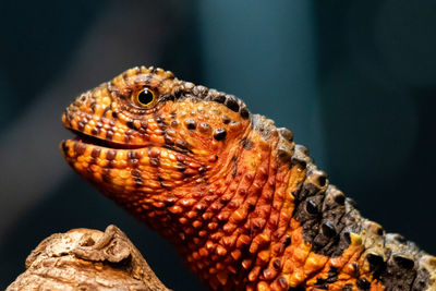 Close-up of lizard on rock