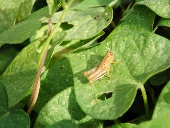 Close-up of insect on leaves