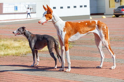 A portrait of an ibisan hound in perfect condition against the backdrop of the summer square.