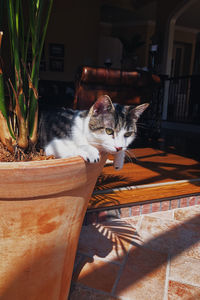 Portrait of cat sitting outdoors