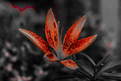 Close-up of orange flower