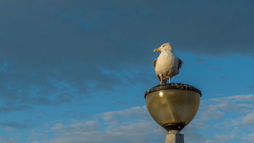 Low angle view of seagull perching on lamp post against sky