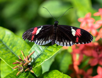 Butterfly pollinating flower