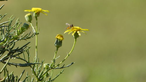 Close-up of bee pollinating flower