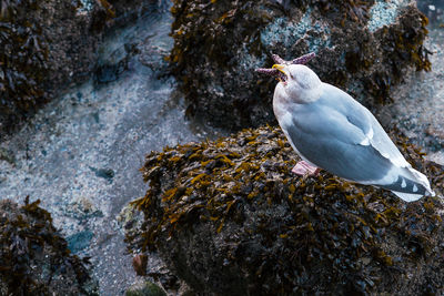 Close-up of bird perching on rock by water
