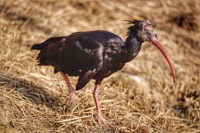 View of an animal on field