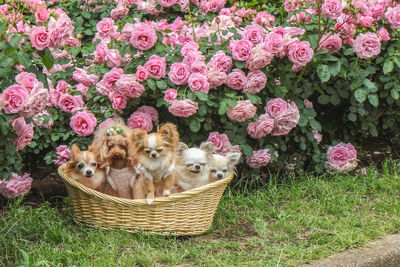 View of white flowers in basket