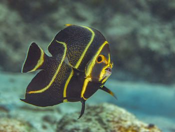 Close-up of fish swimming in sea