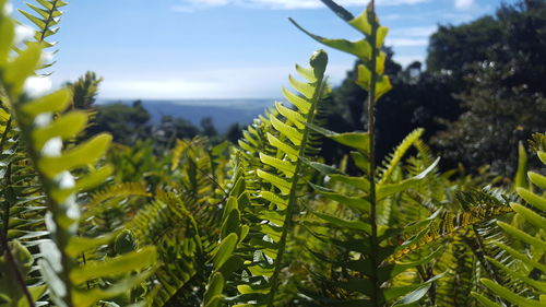 Close-up of fern against sky