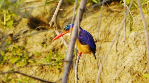 Side view of kingfisher perching on branch