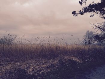 Scenic view of field against cloudy sky