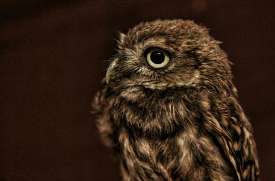 Close-up portrait of owl at night