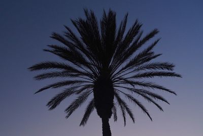 Low angle view of palm tree against clear sky