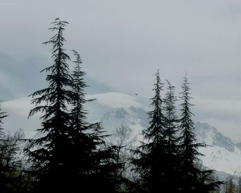 Low angle view of pine tree against sky