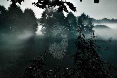 Close-up of plant against blurred background