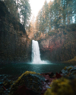 Scenic view of waterfall in forest