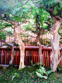 View of tree trunk