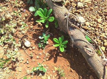 High angle view of lizard on plant