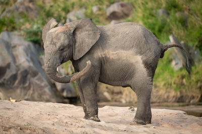 Young african bush elephant enjoys sand bath