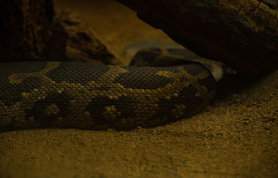 Close-up of snake on rock