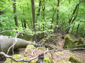 View of trees in forest