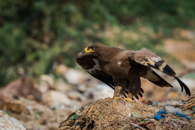 Close-up of bird perching on a field