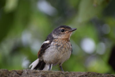 Close-up of bird perching on wood