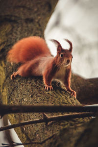 Close-up of squirrel