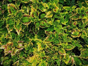 Full frame shot of plants