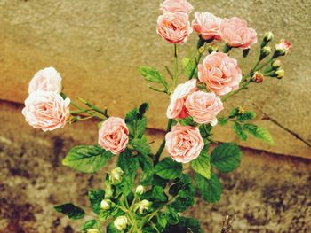 Close-up of pink rose