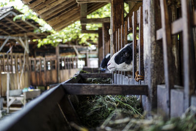 Goats in farmhouse