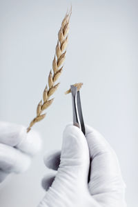 Scientist holding wheat ear with tweezers