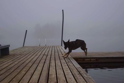 Cat standing on wooden pier